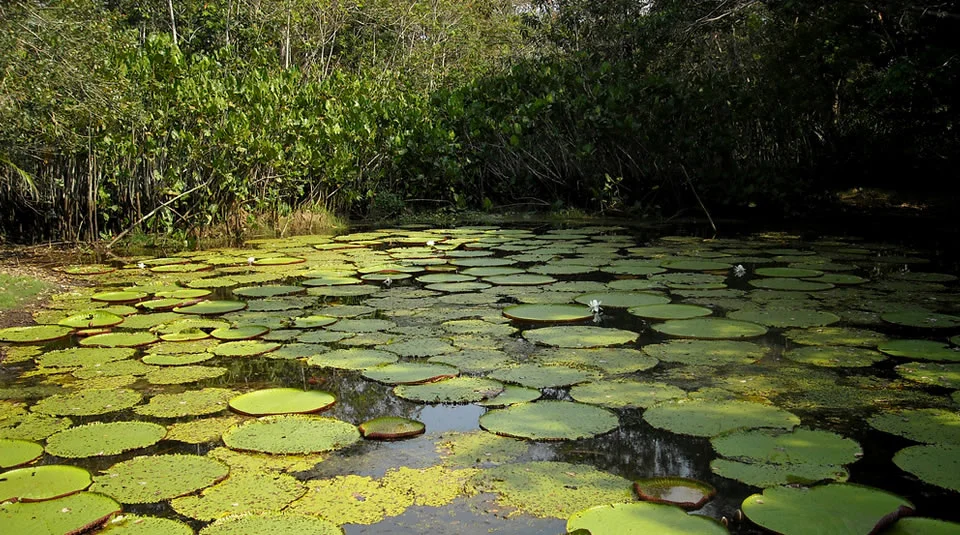 ¿Parque Nacional Natural Amacayacu?