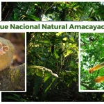 Qué ver en el Parque Nacional Amacayacu