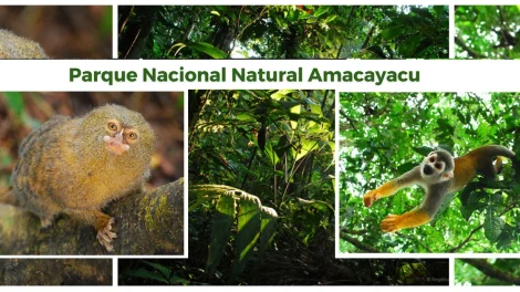 Qué ver en el Parque Nacional Amacayacu