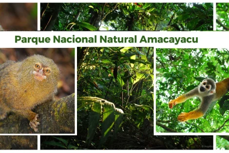 Qué ver en el Parque Nacional Amacayacu