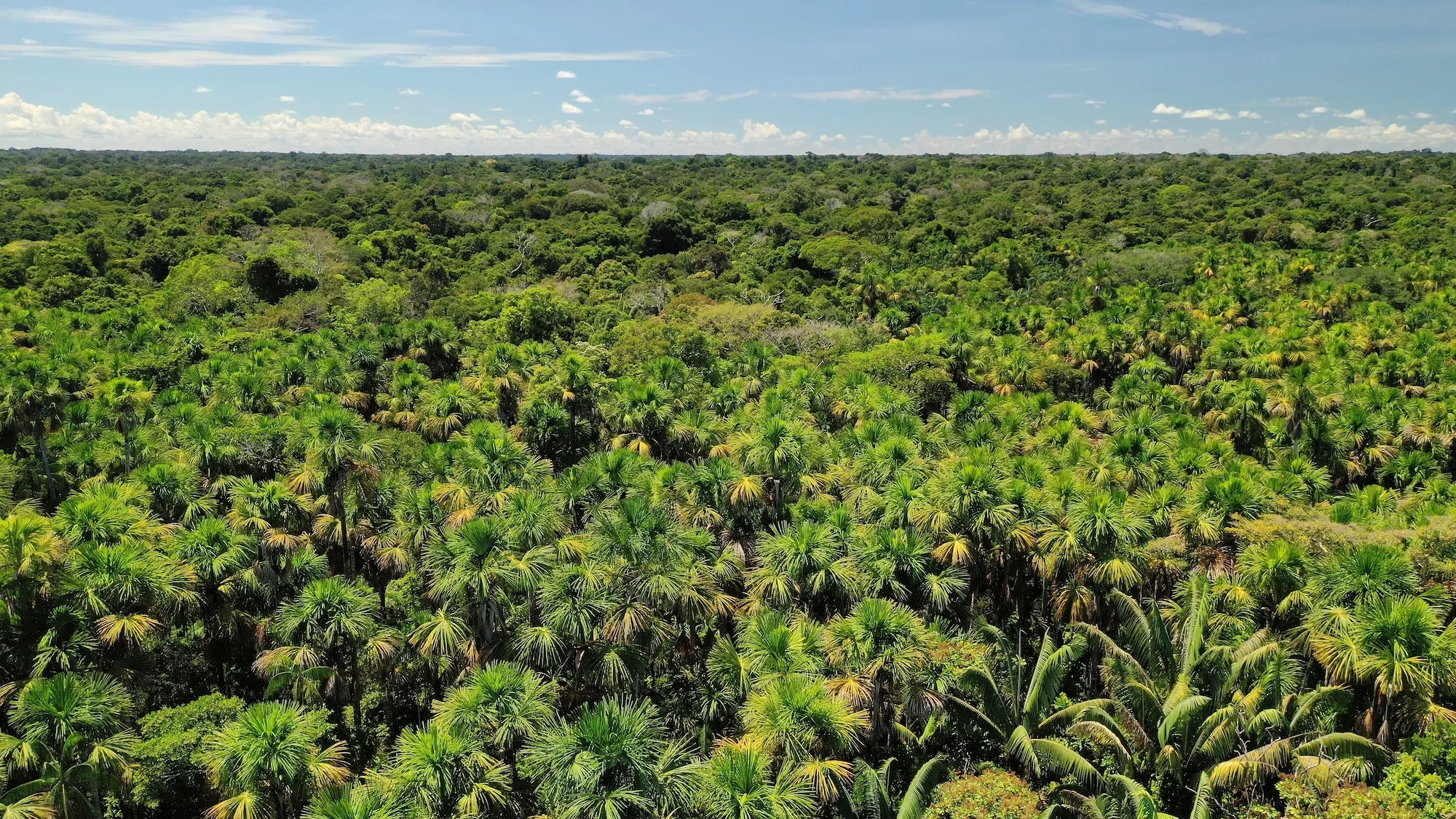 Selva húmeda tropical y cuerpos de agua del Trapecio Amazónico